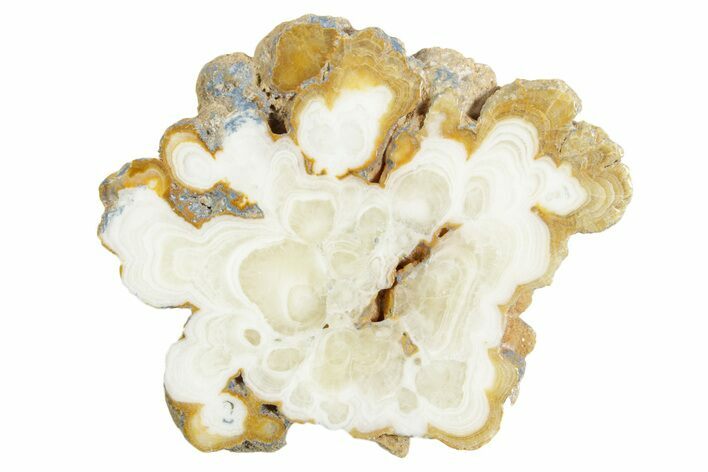 Polished Aragonite Stalactite Slice - Morocco #371049
